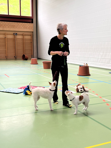 Tierisch sicherer Umgang mit Hunden